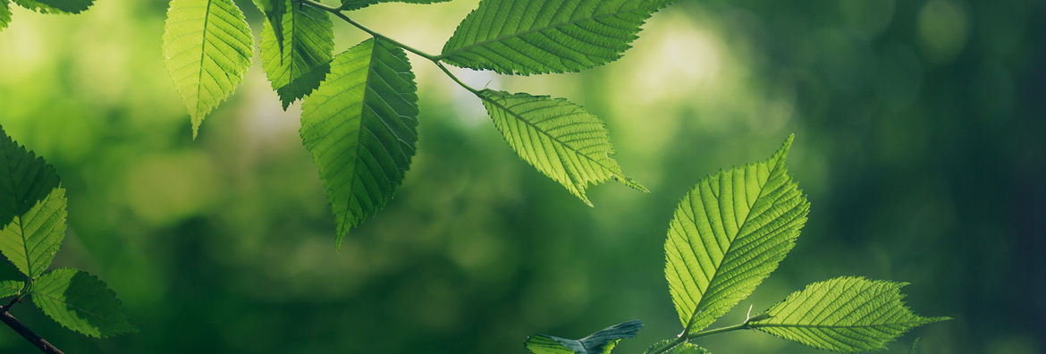 Herzlich willkommen grüne Buchenblätter