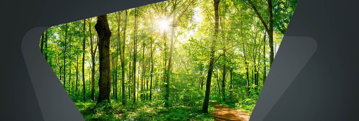Nachhaltigkeit Wald, lichtdurchflutet in Form des windmöller-Logos